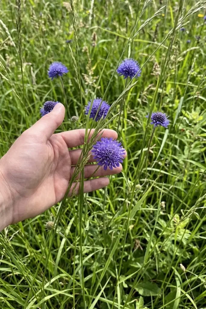 Devil’s-bit Scabious (Succisa pratensis)