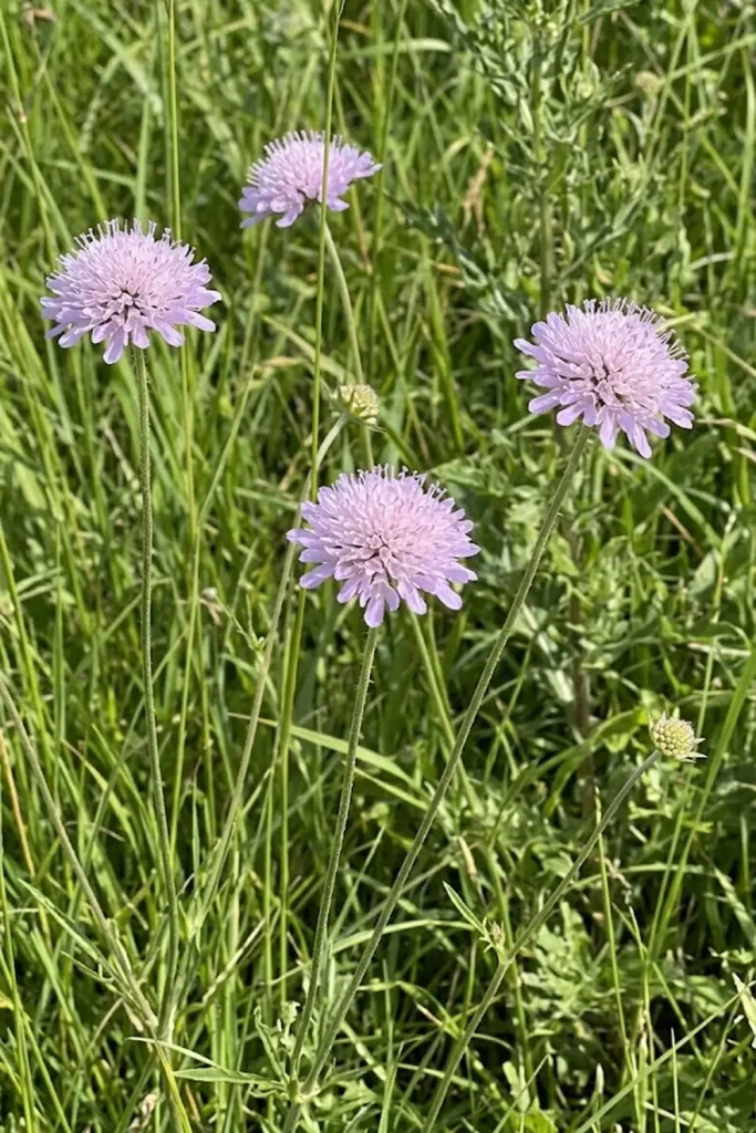 Field Scabious (Knautia arvensis)