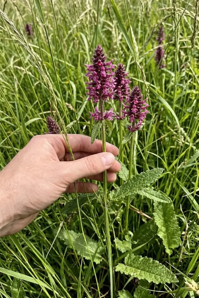 Betony (Stachys officinalis)