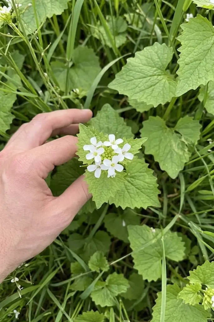 Garlic Mustard (Alliaria petiolata)