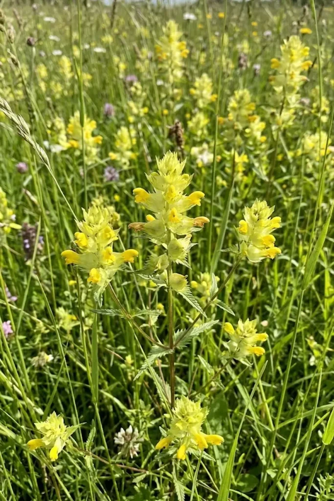 Yellow Rattle (Rhinanthus minor)