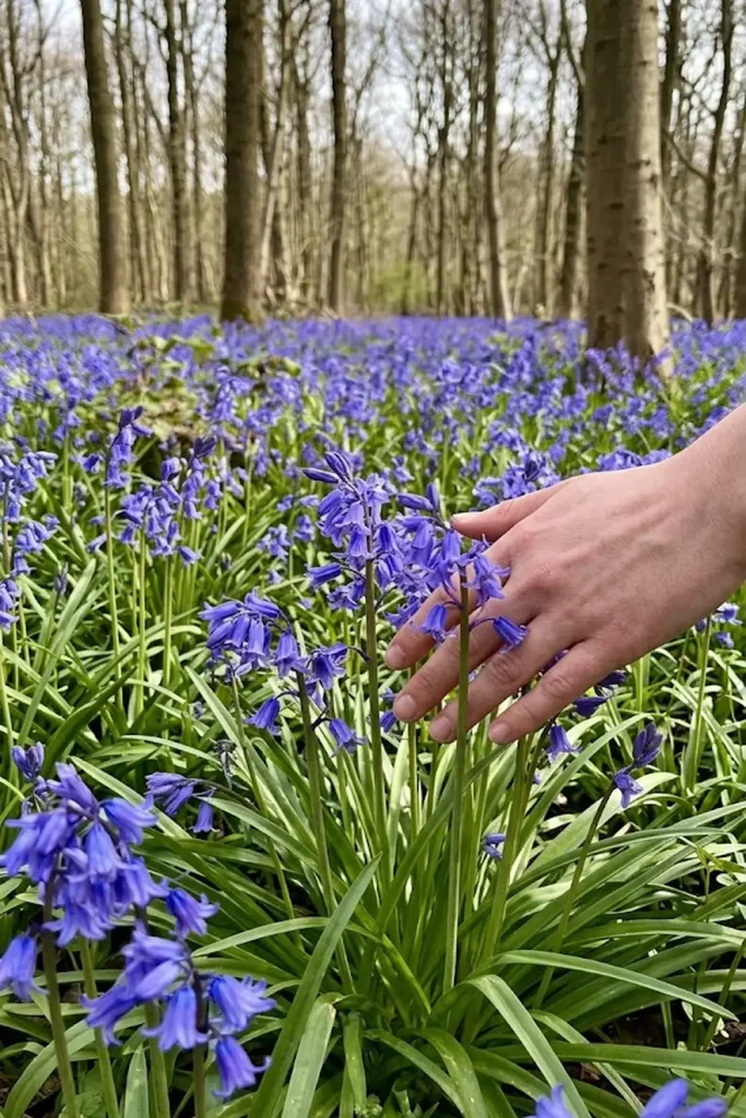 Wild Bluebell (Hyacinthoides non-scripta)