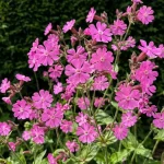 flowers on field in spring