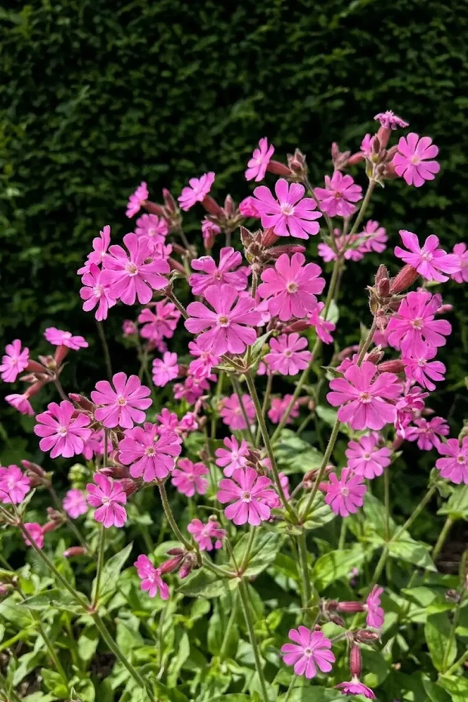 Red Campion (Silene dioica)