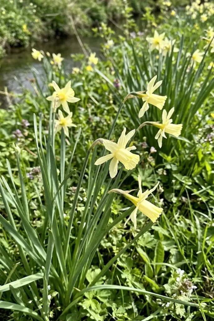 Wild Daffodil (Narcissus pseudonarcissus)
