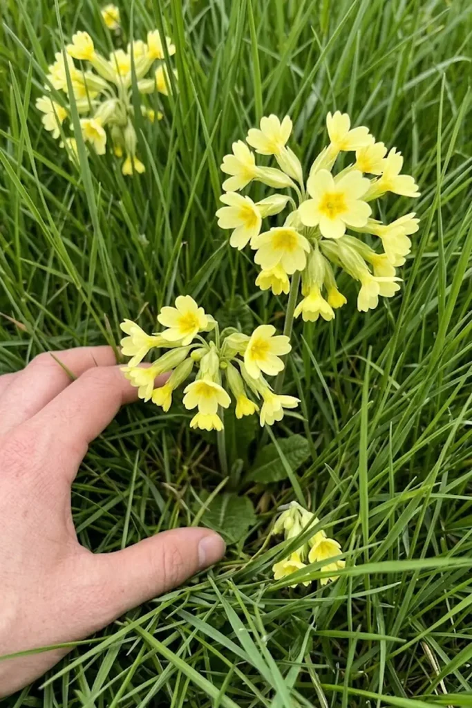 Cowslip (Primula veris)