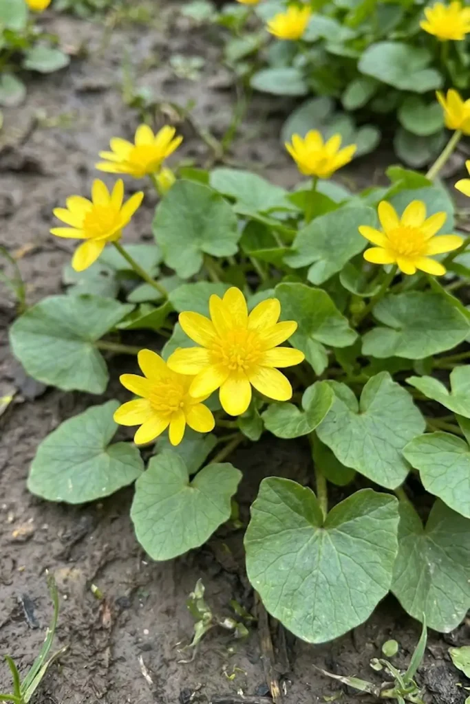 Lesser Celandine (Ficaria verna)
