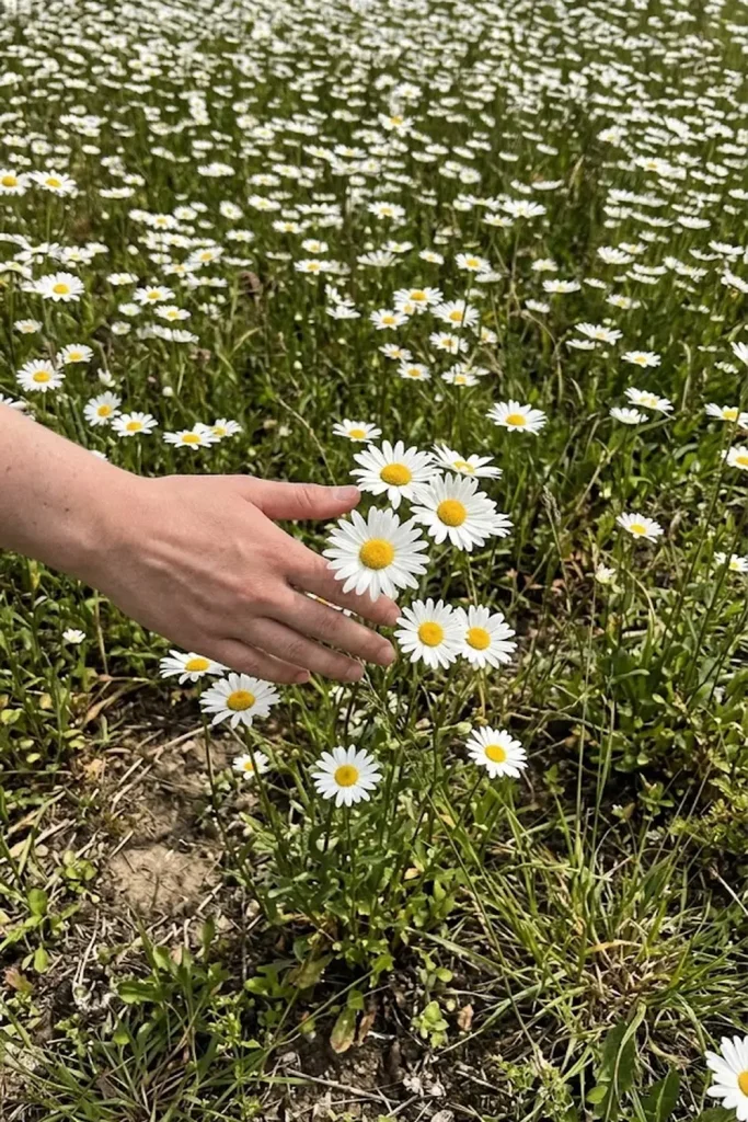 Oxeye Daisy (Leucanthemum vulgare)