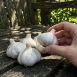 planting garlic in spring