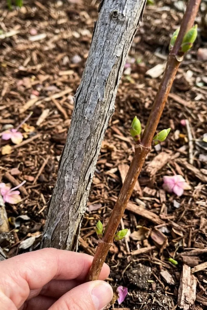 Time Your Cuts Based on Bud Swell