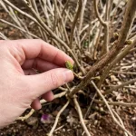 pruning hydrangeas in spring