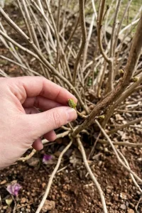pruning hydrangeas in spring