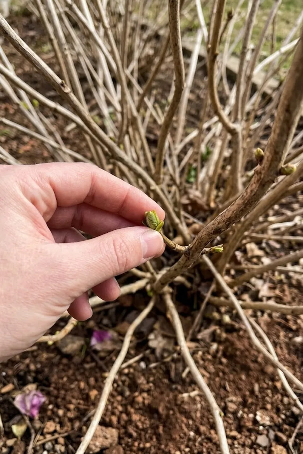 pruning hydrangeas in spring