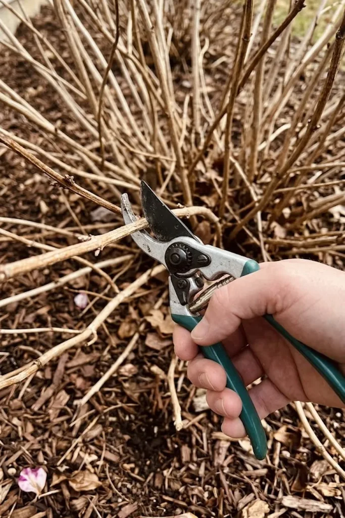 Focus on Removing the Three D’s