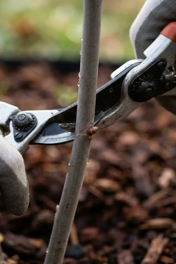 How to Start Pruning Roses in Spring for Beginners