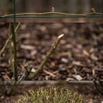 pruning roses in spring