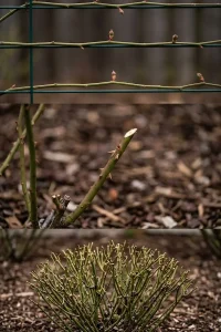 pruning roses in spring