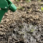 when to plant grass seed in spring