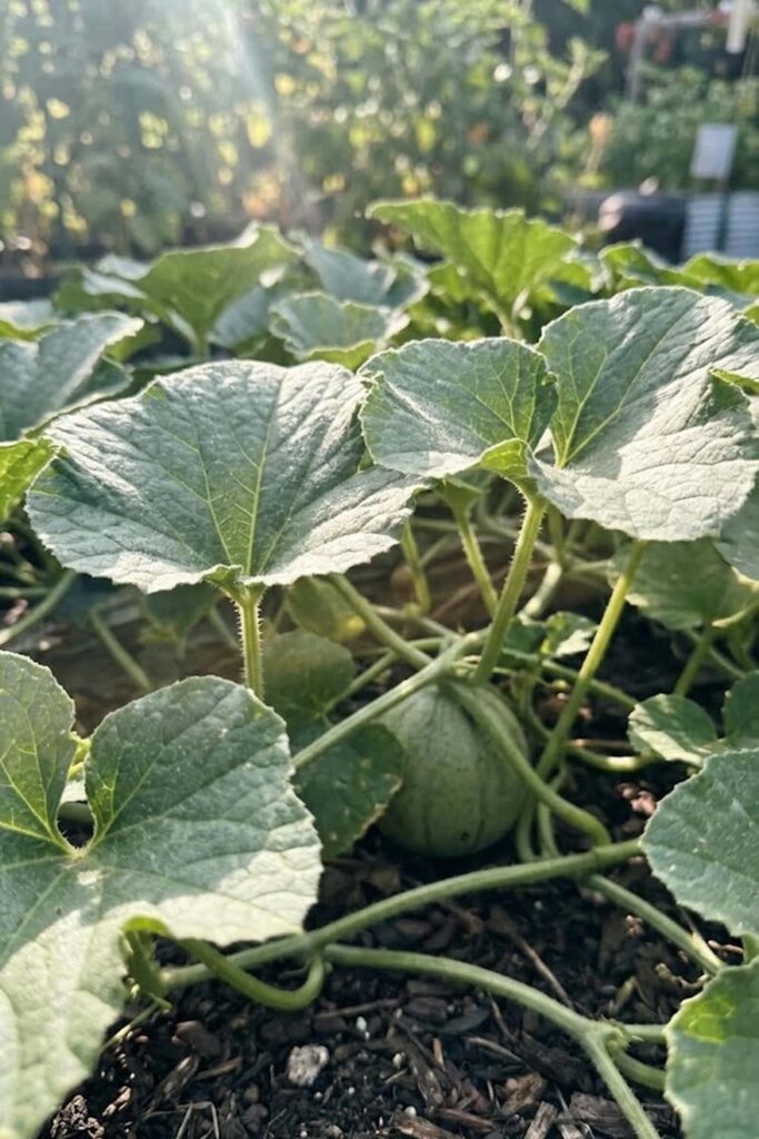 Maximize Light for Sugar Production