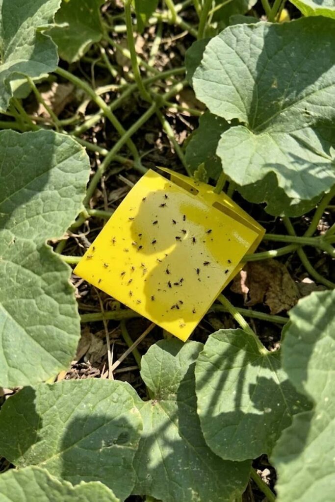 Organic Pest Control for Vine Protection