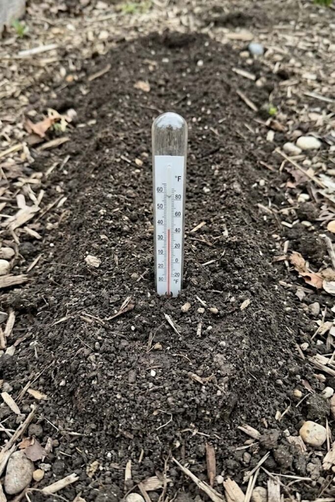 Time Your Planting with Soil Temperature