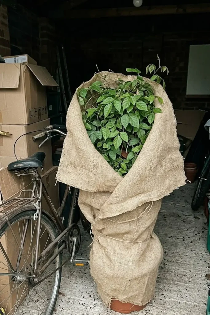 Protection from Cold and Frost Damage