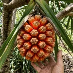 Hala Fruit