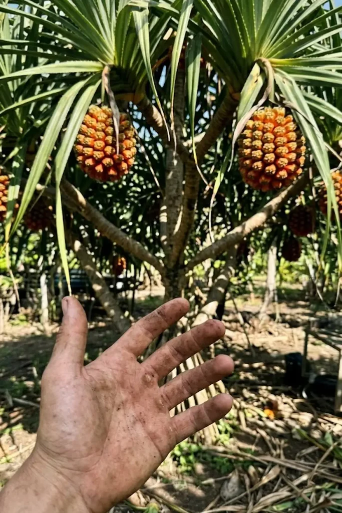 Timeline for Growing Hala Fruit to Harvest