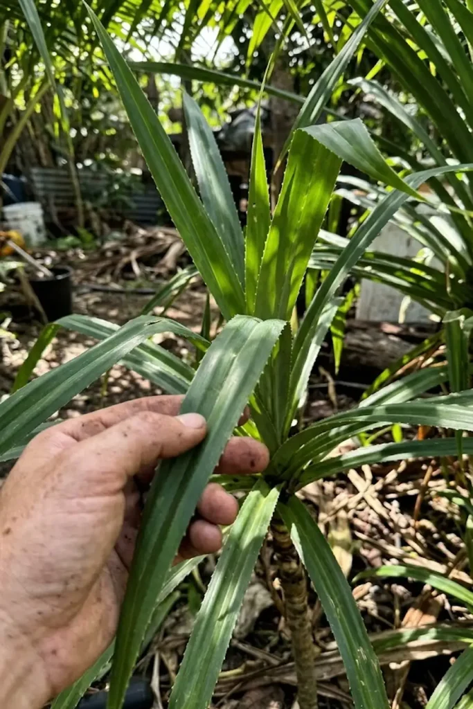 Pest Management: Defending Against the Hala Scale Insect