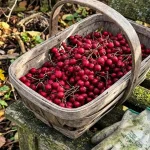 Grow Haws Fruit