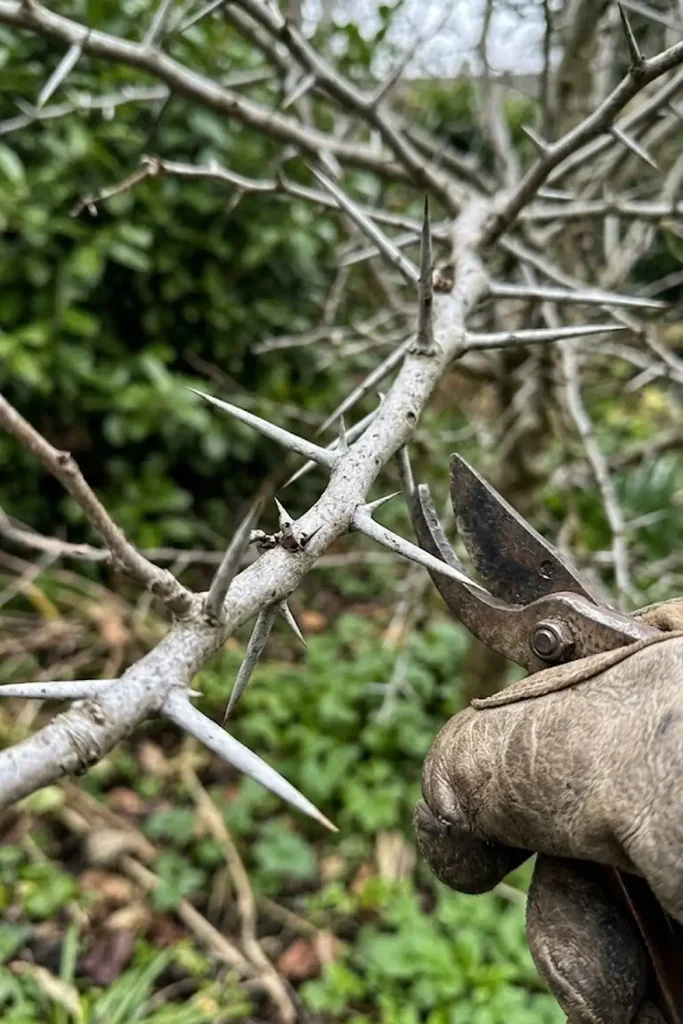 Implement Strategic Pruning for Fruit Accessibility