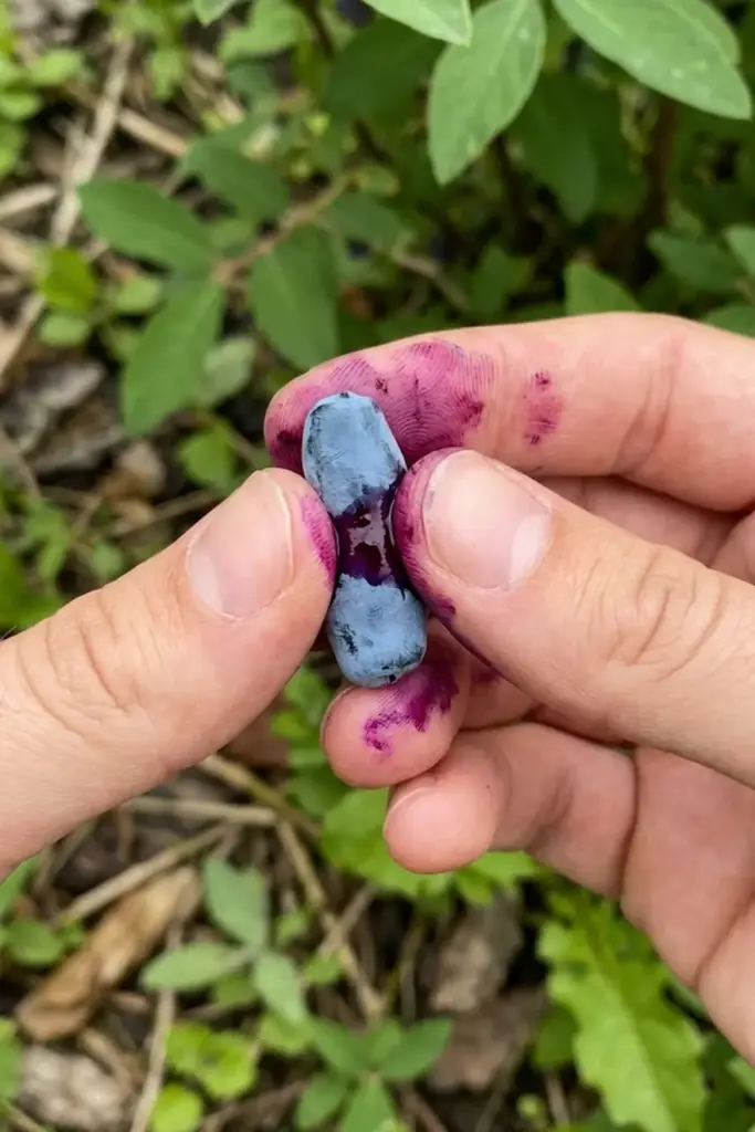 How to Tell When Honeyberry Fruit Is Actually Ripe?