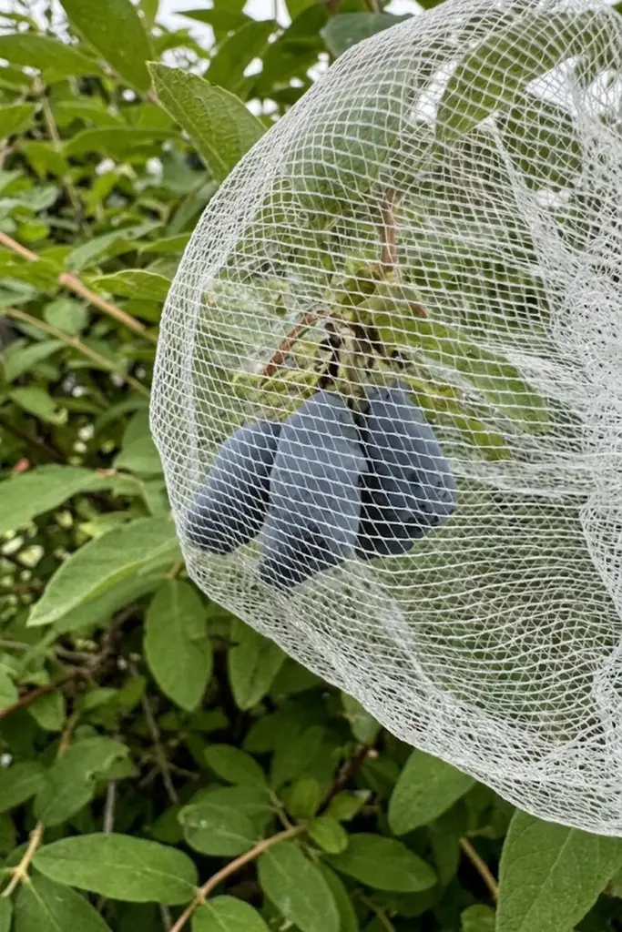 How to Spot Common Honeyberry Pests and Diseases?