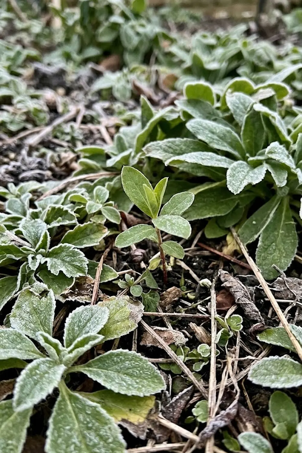 What Are the Ideal Growing Conditions for Honeyberries
