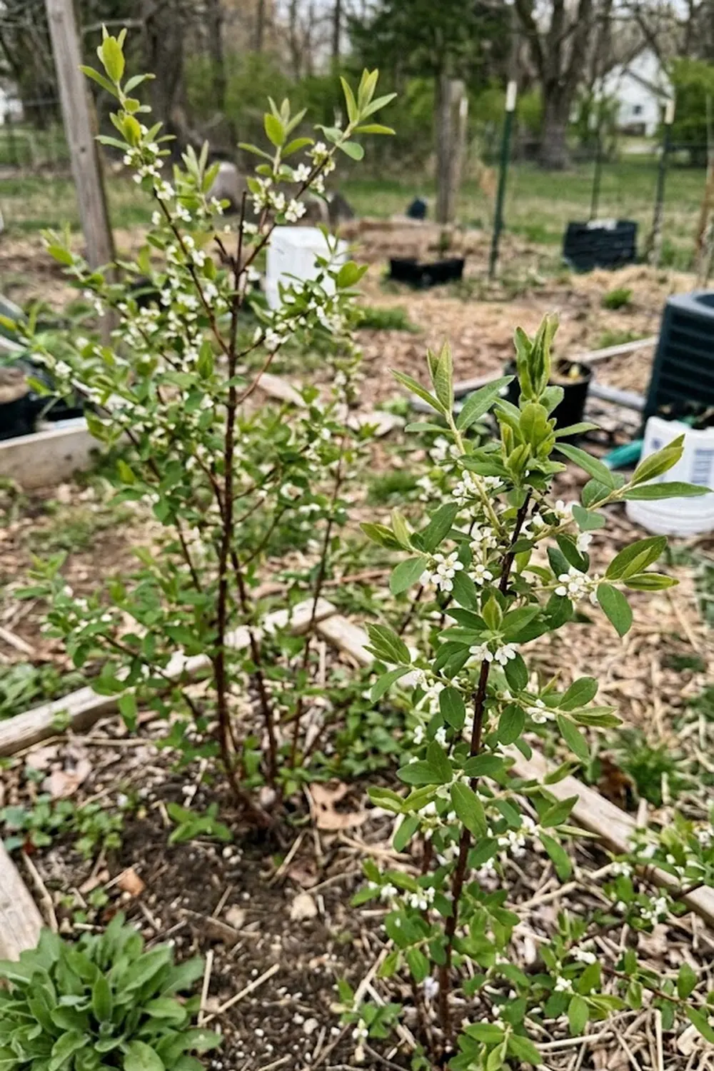 Why Do You Need Two Different Honeyberry Varieties?