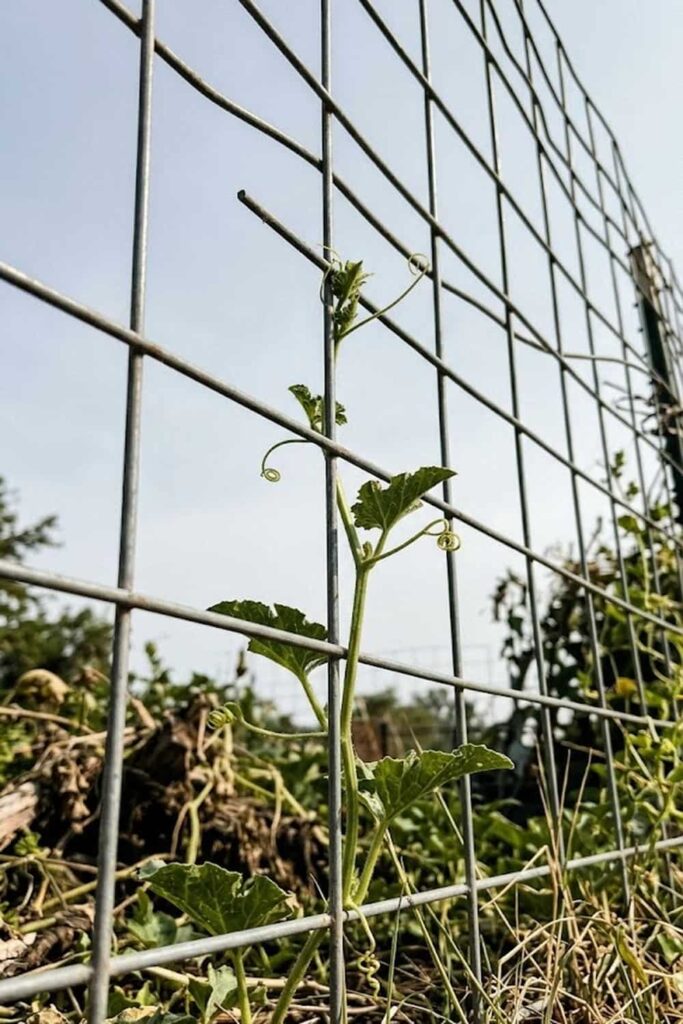 Vertical Support for Small Space Gardening
