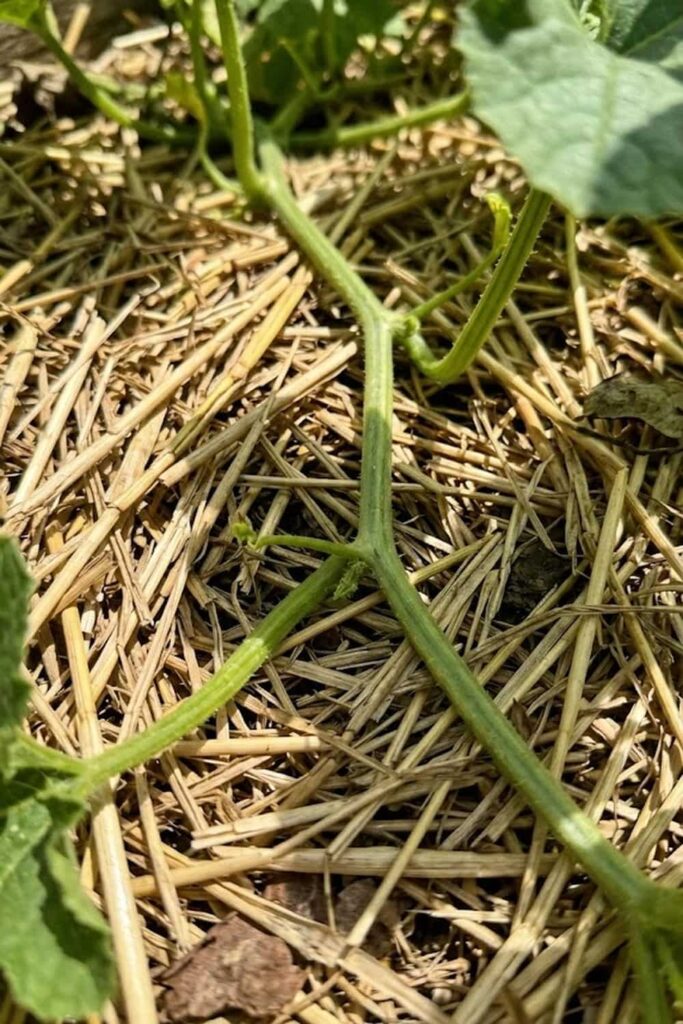 Mulching to Maintain Consistent Humidity and Heat