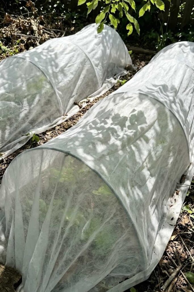 Protection Tactics Using Breathable Row Covers