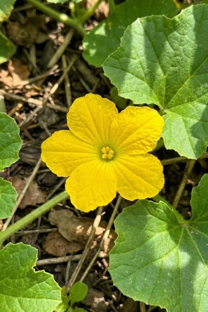 Pollination Success Through Bee Monitoring
