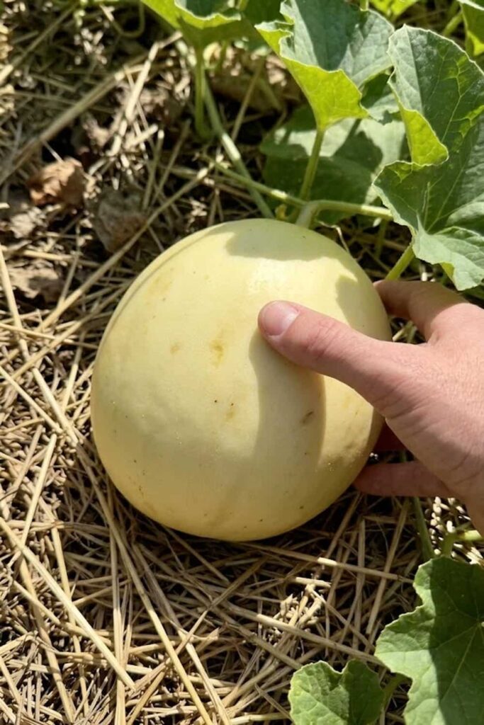 Harvesting at the Peak of Sugary Maturity