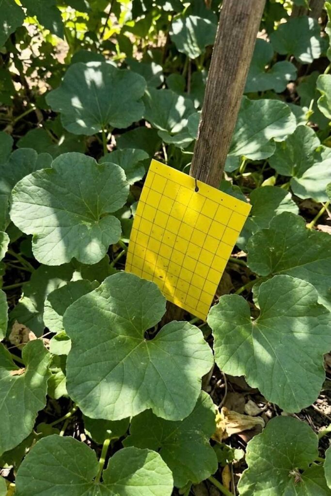 Pest Control for Cucumber Beetle Management
