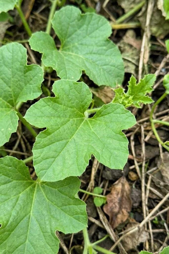Disease Control for Powdery Mildew Prevention