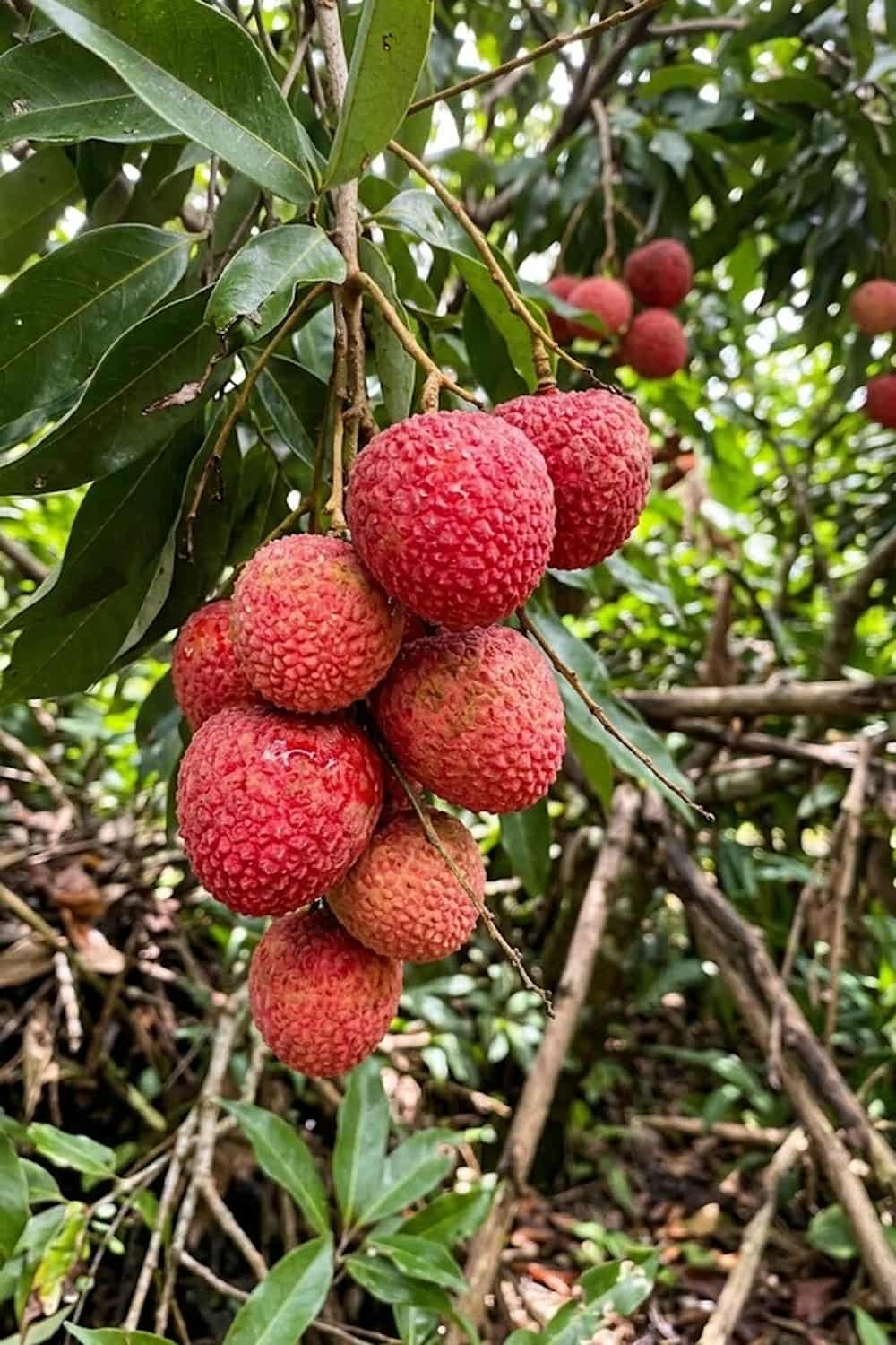 How to Grow Lychee Fruit: 15 Tips for a Big Harvest - Grow IT