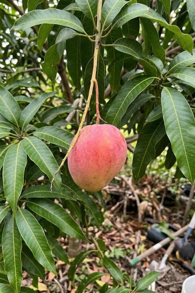 Harvesting Techniques: When is a Mango Ripe?