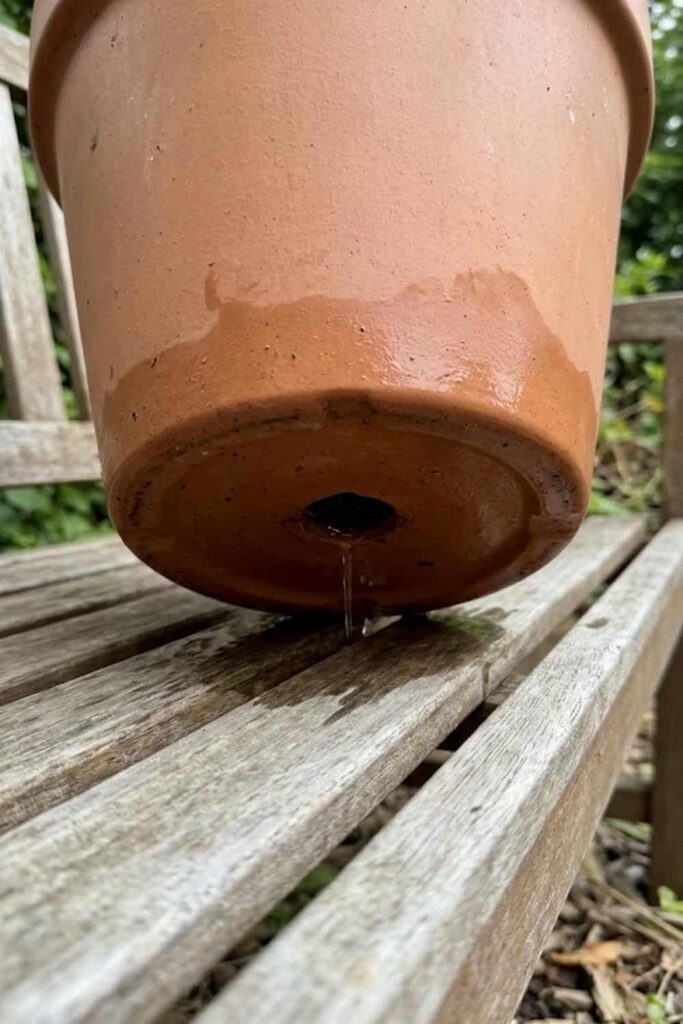 Ensure Perfect Drainage to Avoid Fungal Disease