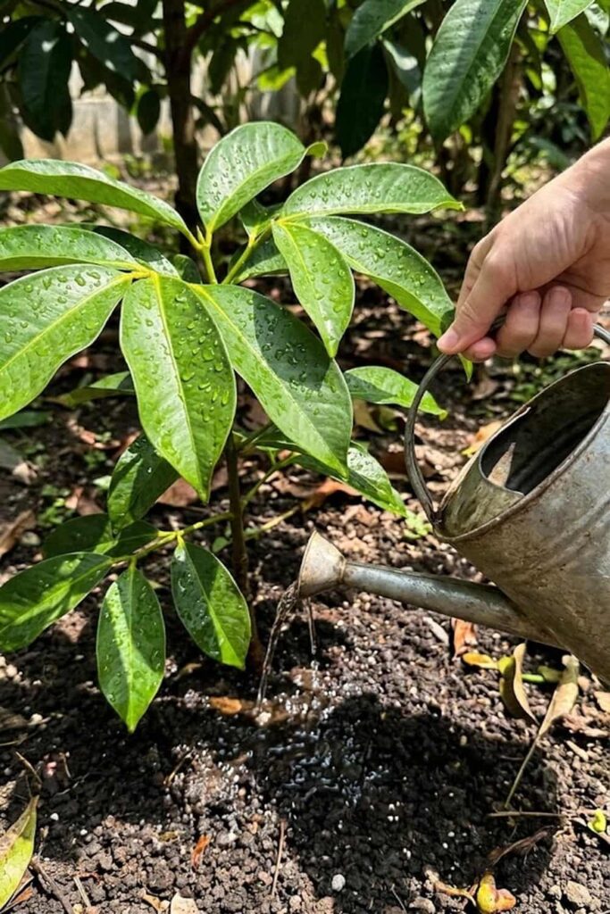 Implement a Strict Watering Schedule for Deep Hydration