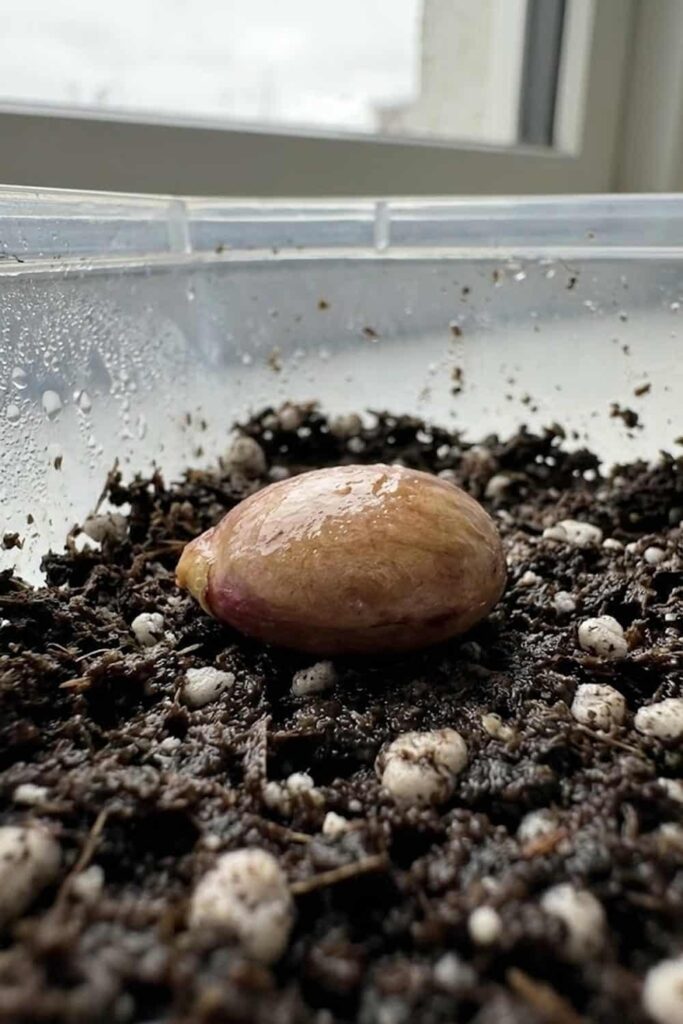 Master the Secret to Germinating Recalcitrant Seeds