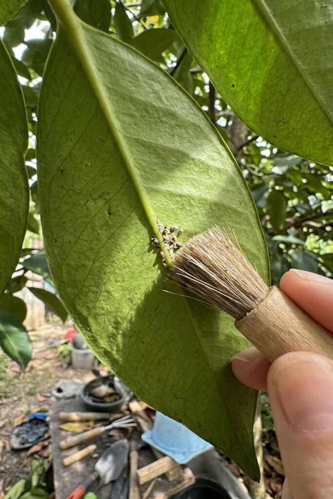 Manage Pests with Natural Disease Control