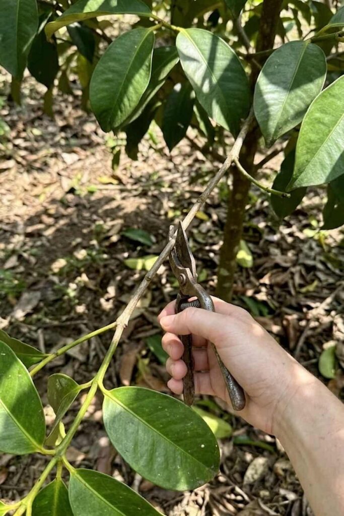 Prune for Improved Ventilation and Structure