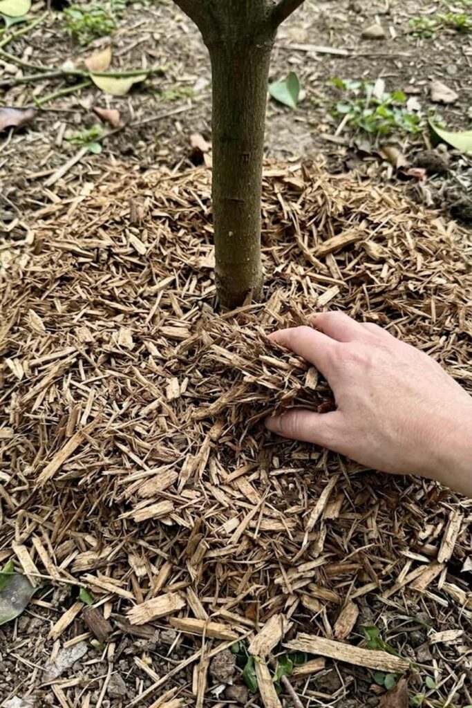 Use Mulching to Retain Moisture and Suppress Weeds